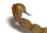 Balzam z jedu škorpióna 500ml