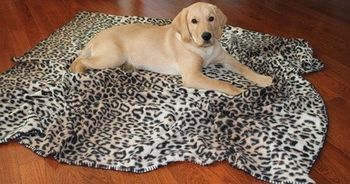 Flísová deka pre domáce zvieratá
