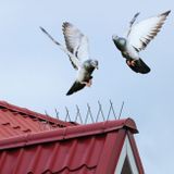Ochranné hroty proti holubom 2 ks