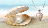 Perla splnených prianí v skutočnej perlorodke
